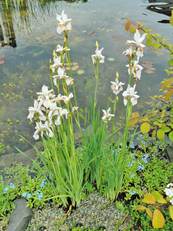 Iris sibirica alba weisse Wiesenschwertlilie